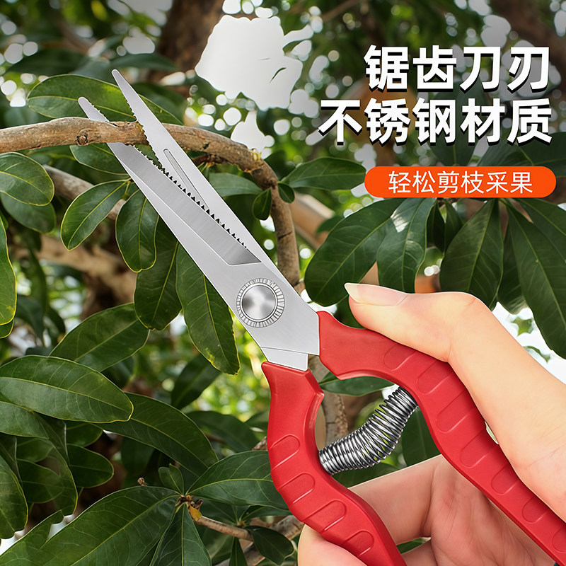 园艺剪刀修枝剪枝果树花剪修剪树枝葡萄专用剪刀采摘花椒专用神器图片
