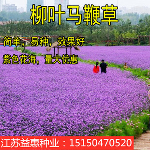 柳叶马鞭草种子多年生宿根草花种子景观绿化花海婚纱摄影观花种子