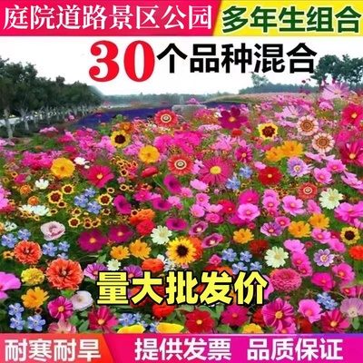 野花组合花卉种籽子易养活