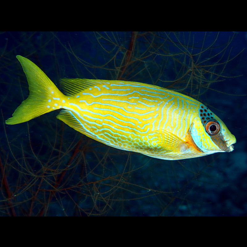花狐狸/黄斑狐狸鱼海水鱼篮子鱼海水观赏鱼海鱼活体水族宠物顺丰