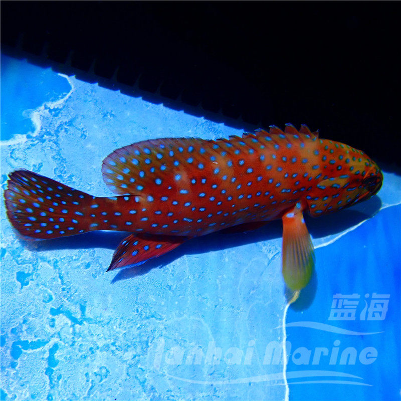 七星斑鱼海水鱼海水观赏鱼石斑鱼水族宠物海鱼活体顺丰 搜又搜