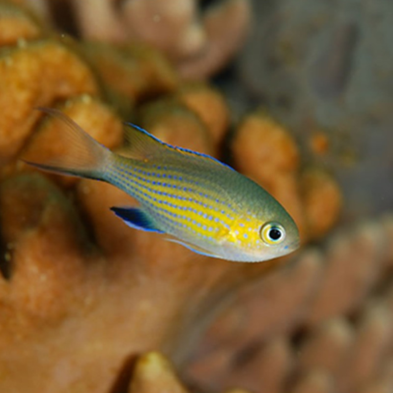 东非光腮鱼雀鲷鱼海水观赏鱼海鱼活体水族宠物顺丰
