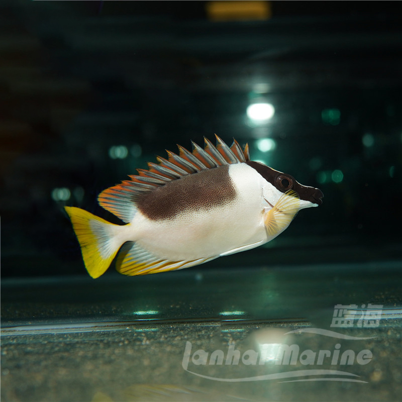 七彩狐狸鱼海水观赏鱼水族宠物活体顺丰 包活