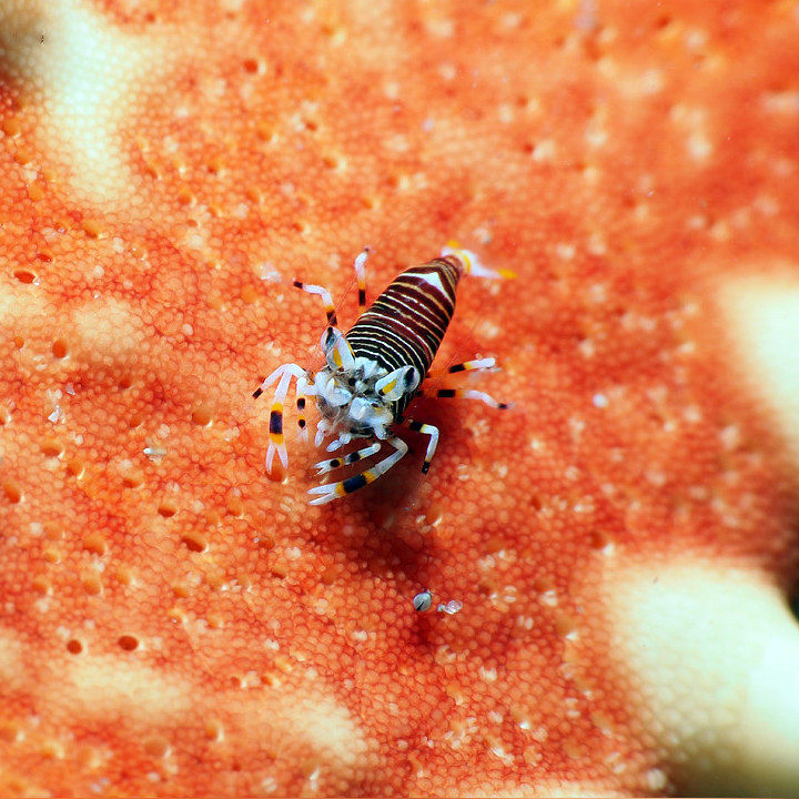 蜜蜂虾海水虾海水观赏虾鱼水族宠物活体顺丰