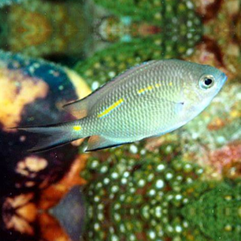 黄线青魔雀鲷鱼海水观赏鱼海鱼活体水族宠物顺丰