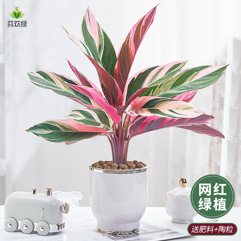 七彩竹芋盆栽室内花卉网红绿植观叶植物四季长青客厅