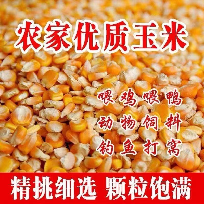 干玉米粒喂鸡鸭鹅饲料鱼饵鸽子鸟食苞谷米饲料棒子打窝兔酿酒种植