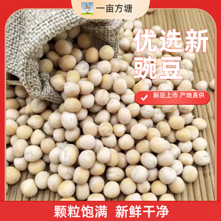 豌豆白豌豆生豌豆酿酒豌豆鸽粮豌豆鸽子饲料干豌豆