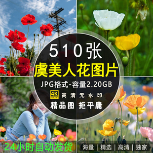 4K高清虞美人花图片花朵唯美花卉植物摄影特写照片壁纸背景ps素材