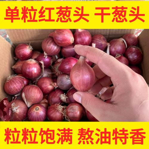 特香农家单粒红葱头干葱头