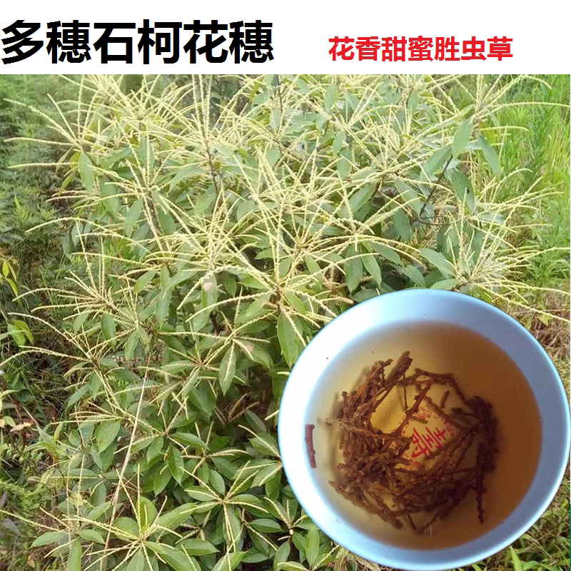 多穗石柯 木姜叶柯 花穗甜茶 原四川梁平甜茶特产稀有特色茶叶