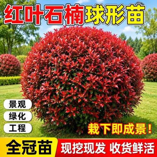 红叶石楠球树苗室外庭院别墅地栽小苗篱笆墙绿化苗四季耐寒好养活