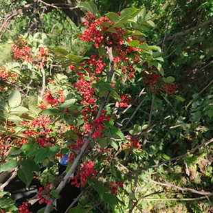 25年刚杀青太子山大花椒 广河马浪大红袍 广河羊羔肉专用调料
