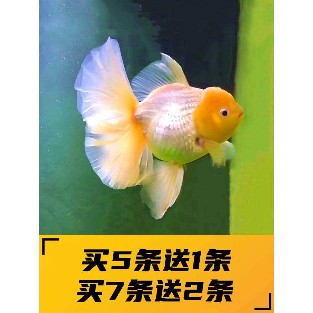 百褶泰狮金鱼活鱼精品进口粉f1观赏樱花粉色冷淡水好养耐活易养活