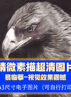 精微素描超高清 临摹图片集 动物人物植物电子素材画室手绘画写实