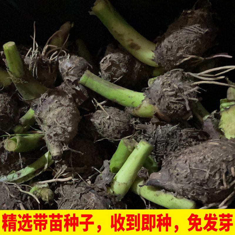 正宗广西荔浦新鲜芋头种植苗槟榔香芋苗现挖蔬菜农家有机种子植