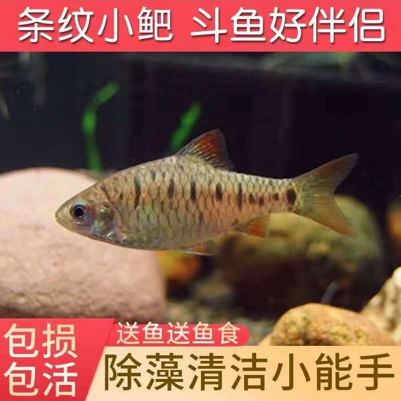 条纹小鲃观赏鱼中国斗鱼普叉伴侣原生群游小型淡水冷水小巴宠物鱼