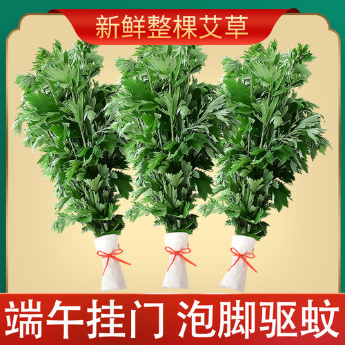 端午节艾草门挂diy新鲜现摘发货