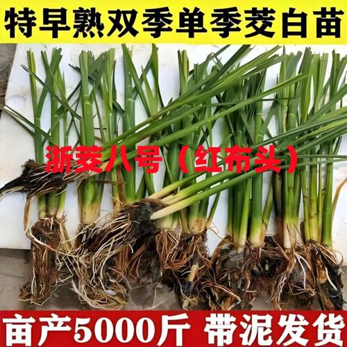 四季茭白苗种高笋苗双季单季茭白苗茭瓜苗高瓜苗种龙虾塘鱼塘种植