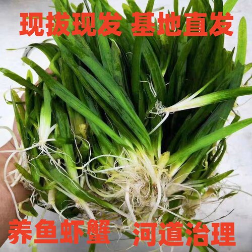 四季青短叶矮生苦草耐寒耐高温虾蟹鱼殖工程净化水质扁担水草植物