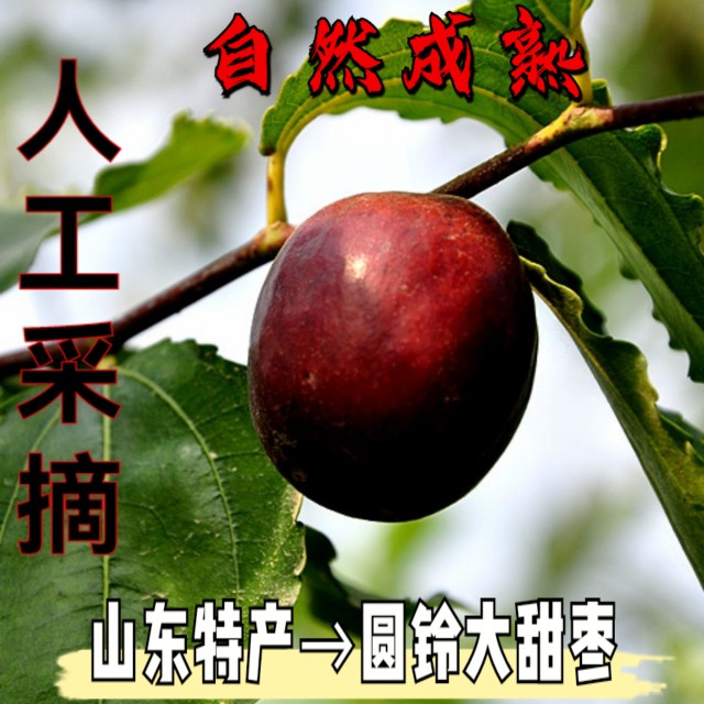 鲜枣农家枣园现摘现发圆铃枣蒸食大枣 山东笨枣 五斤包邮时令水果