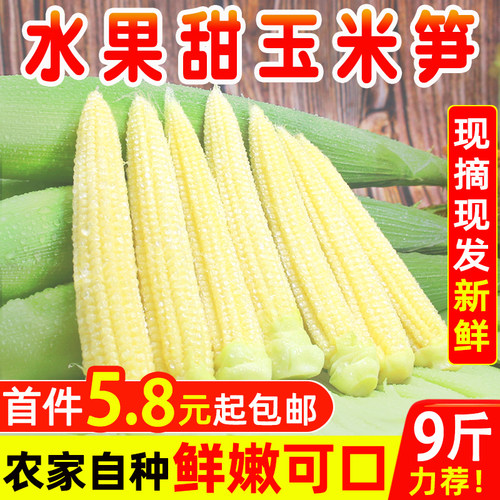 玉米笋新鲜价格 玉米笋新鲜图片 星期三