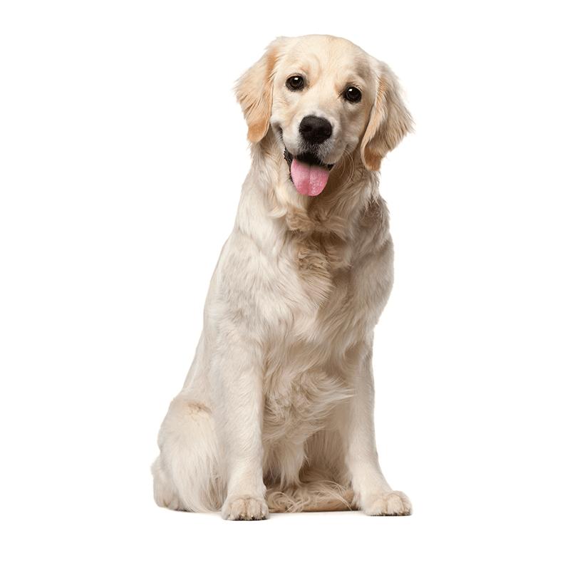 宠物猫咪狗狗医生问诊在线上咨询犬诊所看病医院药店兽医24小时