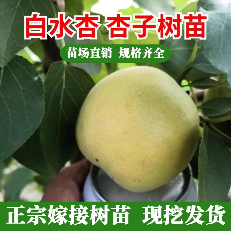 白水杏子树苗香白杏金太阳杏子苗嫁接甜杏苗特大果果树苗木种植地