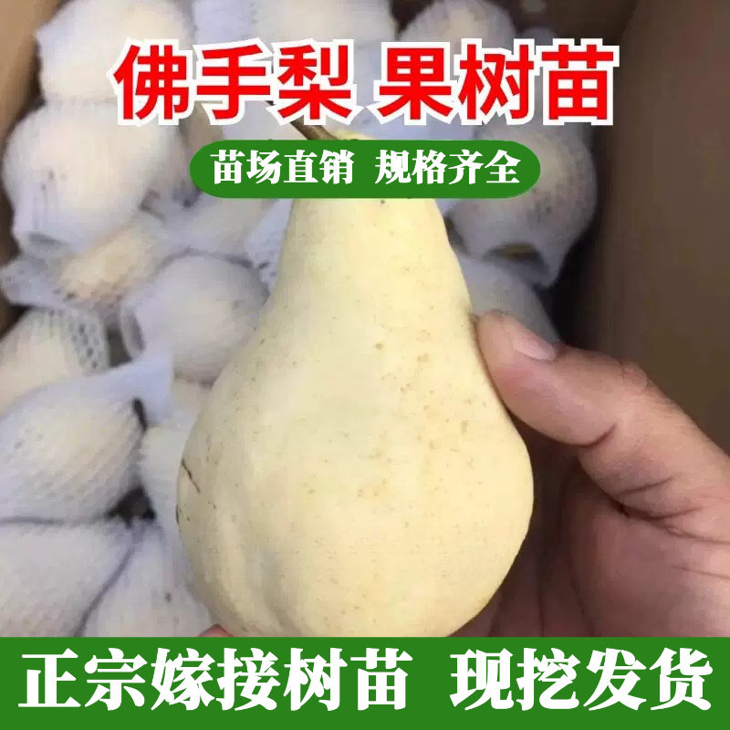 佛手梨树苗嫁接特大果晚图片