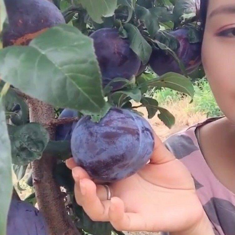 嫁接东北黑霸王李子树苗荷兰黑巨李子苗南方北方种植地栽当年结果