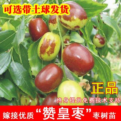 嫁接赞皇枣树活苗特大脆
