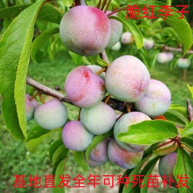 四川脆红李晚熟半边红脆李嫁接苗空心脱骨李子苗离核茵红李子树苗