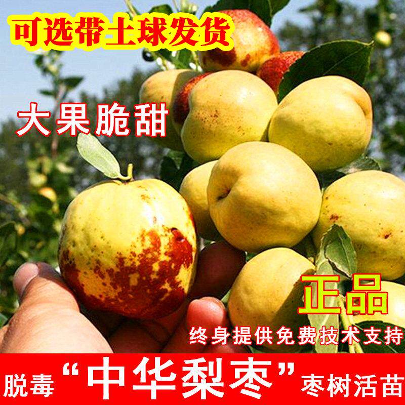 中华大梨枣树苗嫁接特大脆甜梨枣树活苗南方北方庭院种植当年结果