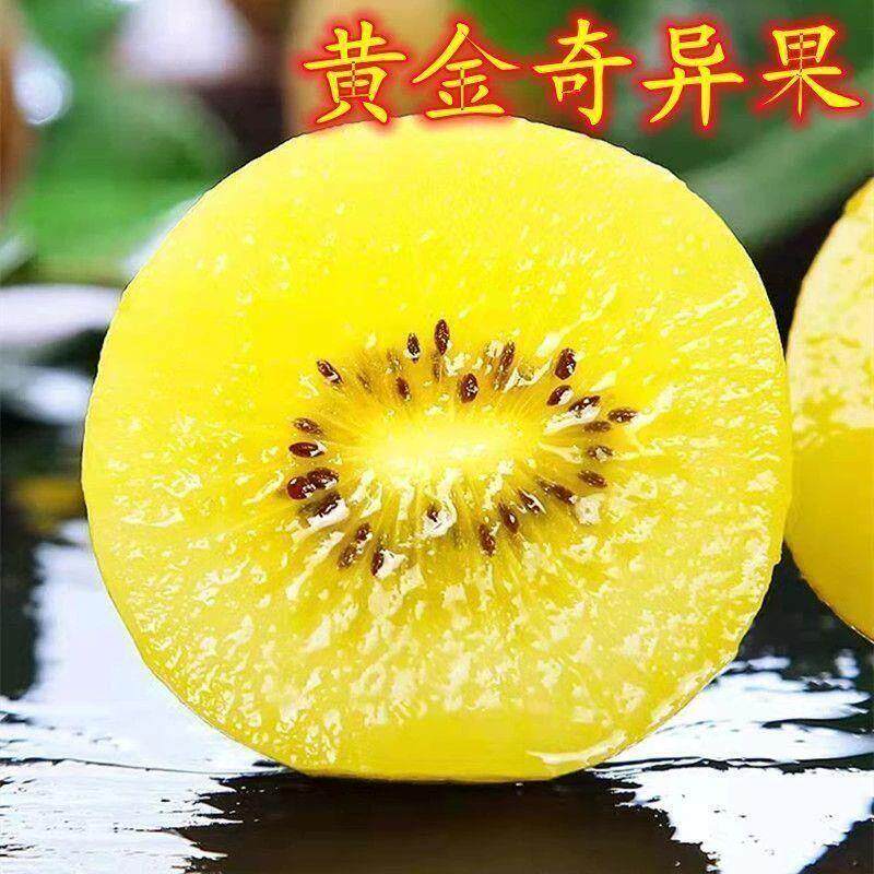 新西兰黄金奇异果猕猴桃