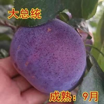 正宗蜂糖李子树苗脆红李嫁接果树苗清脆李盆栽地栽南北方种植当年