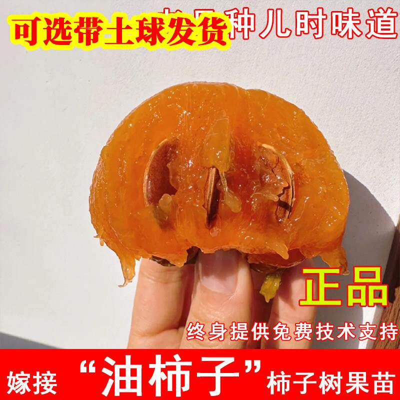 老品种油柿子树苗野生脏脏柿苗绿柿泡酒柿子盆地栽北南方当年结果
