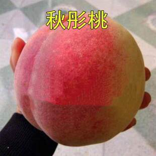 新品桃树苗秋彤桃树苗离核全红不套袋果大丰产甜美国品种保纯桃苗
