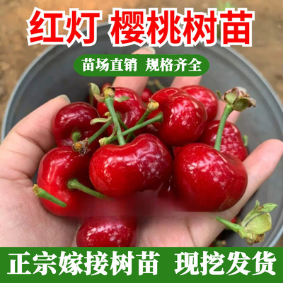 车厘子树苗嫁接大红灯樱