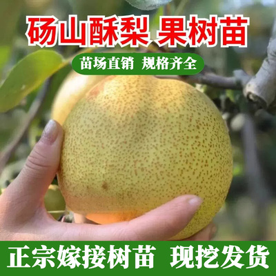 正宗砀山梨树苗白酥特大
