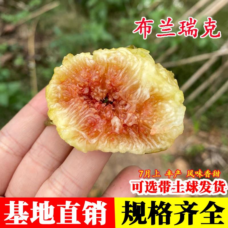 耐寒无花果树苗盆栽阳台地栽特大糖心布兰瑞克无花果苗果树苗木种