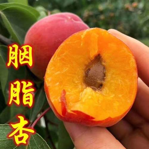 杏子树胭脂红杏树苗嫁接大红杏苗早熟南北方种植盆栽地栽当年结果