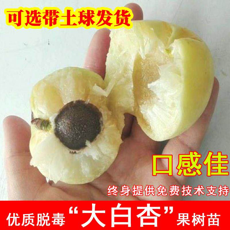 嫁接大白杏树苗特大新疆香白杏子苗耐寒北方南方种当年结果果树苗