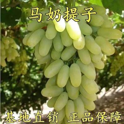 新品种新疆马奶提子葡萄果树苗正宗提子葡萄苗当年结果包成活