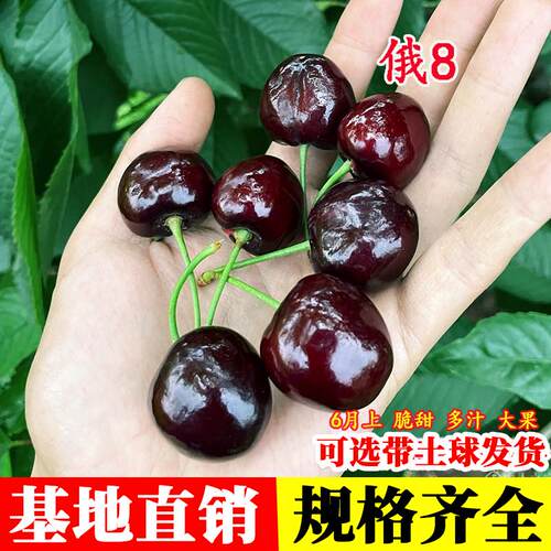 耐寒冻俄罗斯8号大樱桃苗