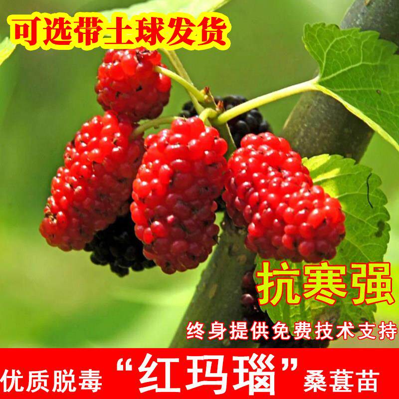 红玛瑙桑葚树苗四季果桑盆栽地载北方南方庭院种当年结果果树果苗