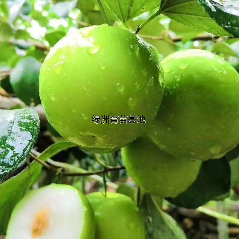 台湾牛奶特大青枣果树苗嫁接枣树苗南方北方种植盆栽地栽当年结果