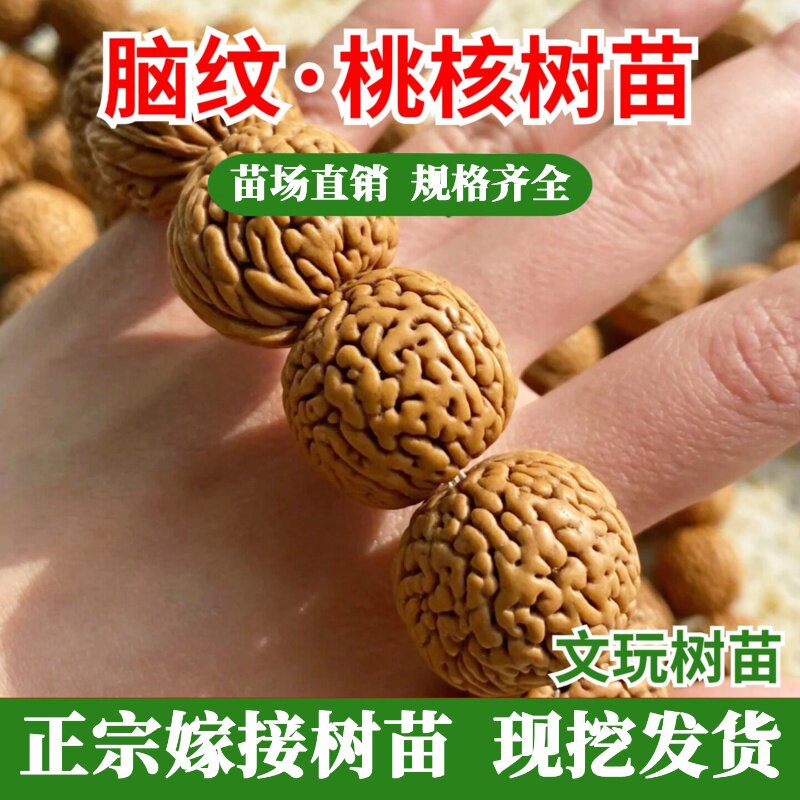 文玩脑纹桃核树苗盆栽手串柳叶脐龙纹秦岭小桃胡桃苗果树苗木种植