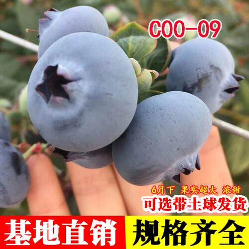 c00-09蓝莓树果苗阳台盆