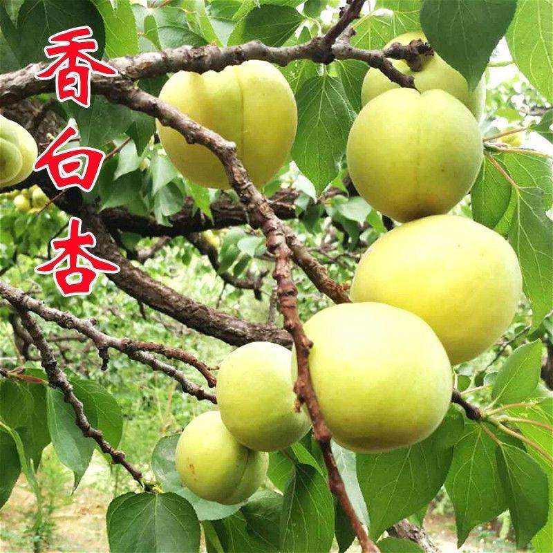 大香白杏子树苗离核特大香白杏树苗嫁接早熟特大杏子苗当年结果