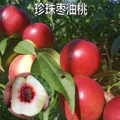 新品种桃树嫁接苗南方北方种植特小果珍珠枣油桃树苗地栽当年结果